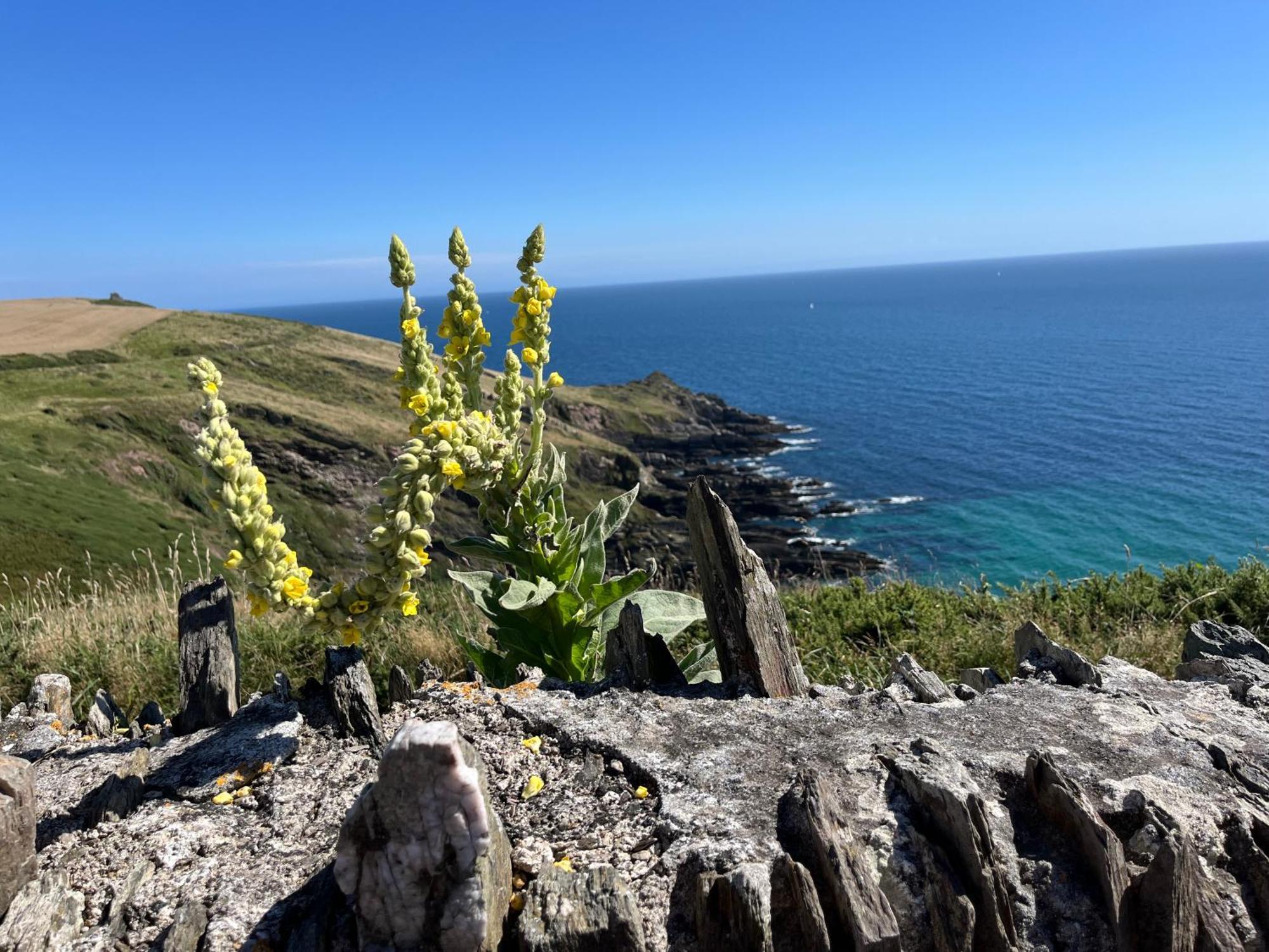 Pilchards Cottage Noss Mayo 외부 사진